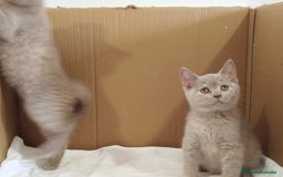 Británico de Pelo Corto gatos en venta: British Shorthair última hembra  - Imagen 22