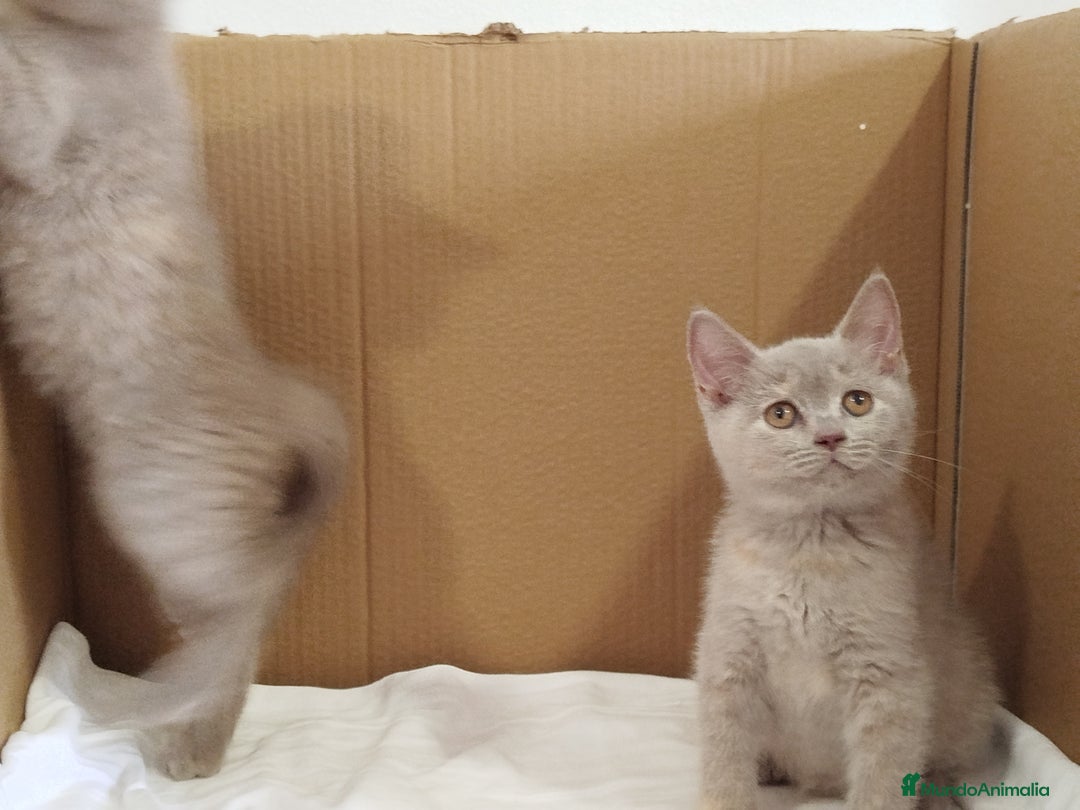 Británico de Pelo Corto gatos en venta: British Shorthair última hembra  - Imagen 22