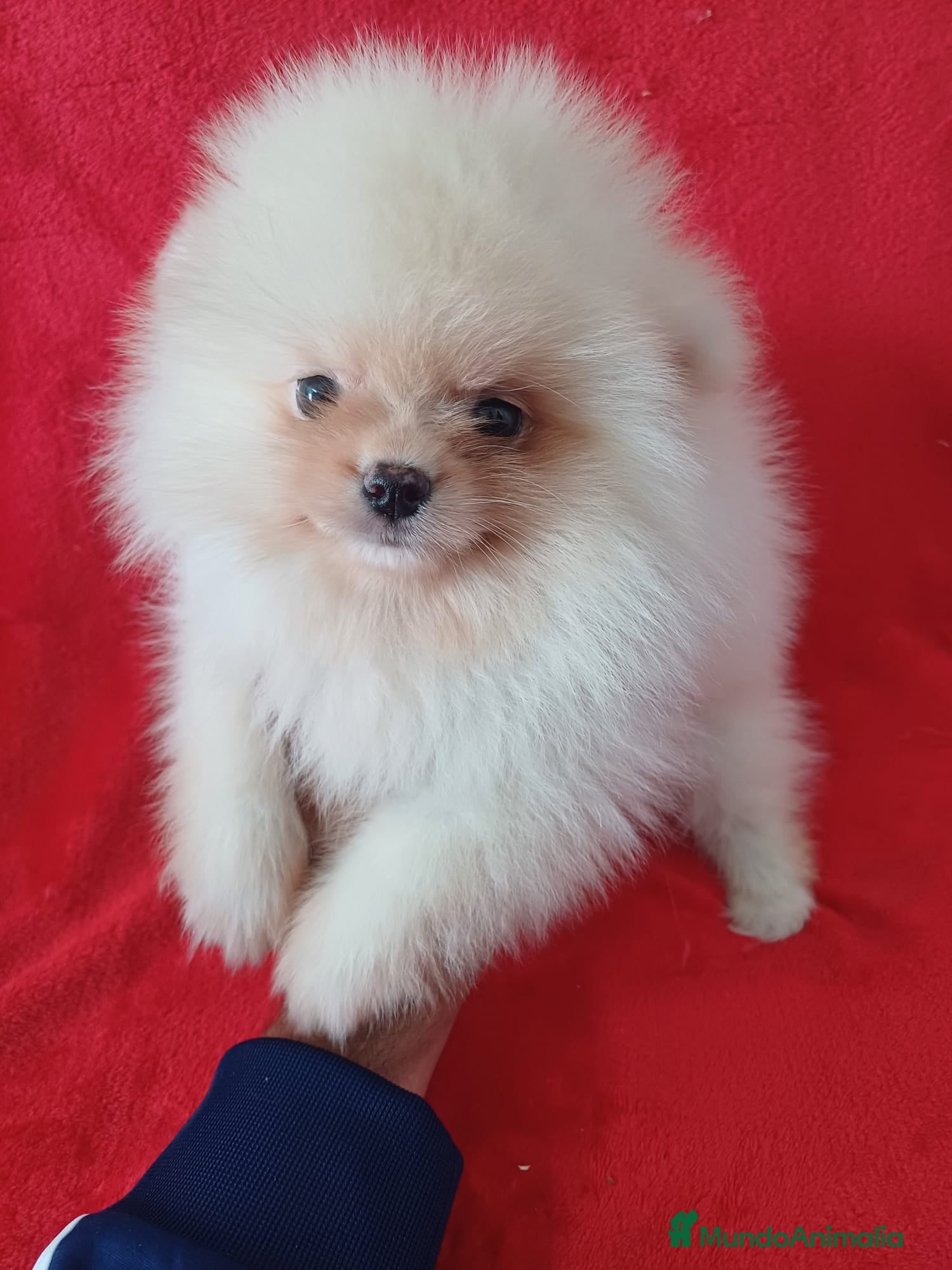 Pomerania perros Pomerania Mini  - Anuncio 18