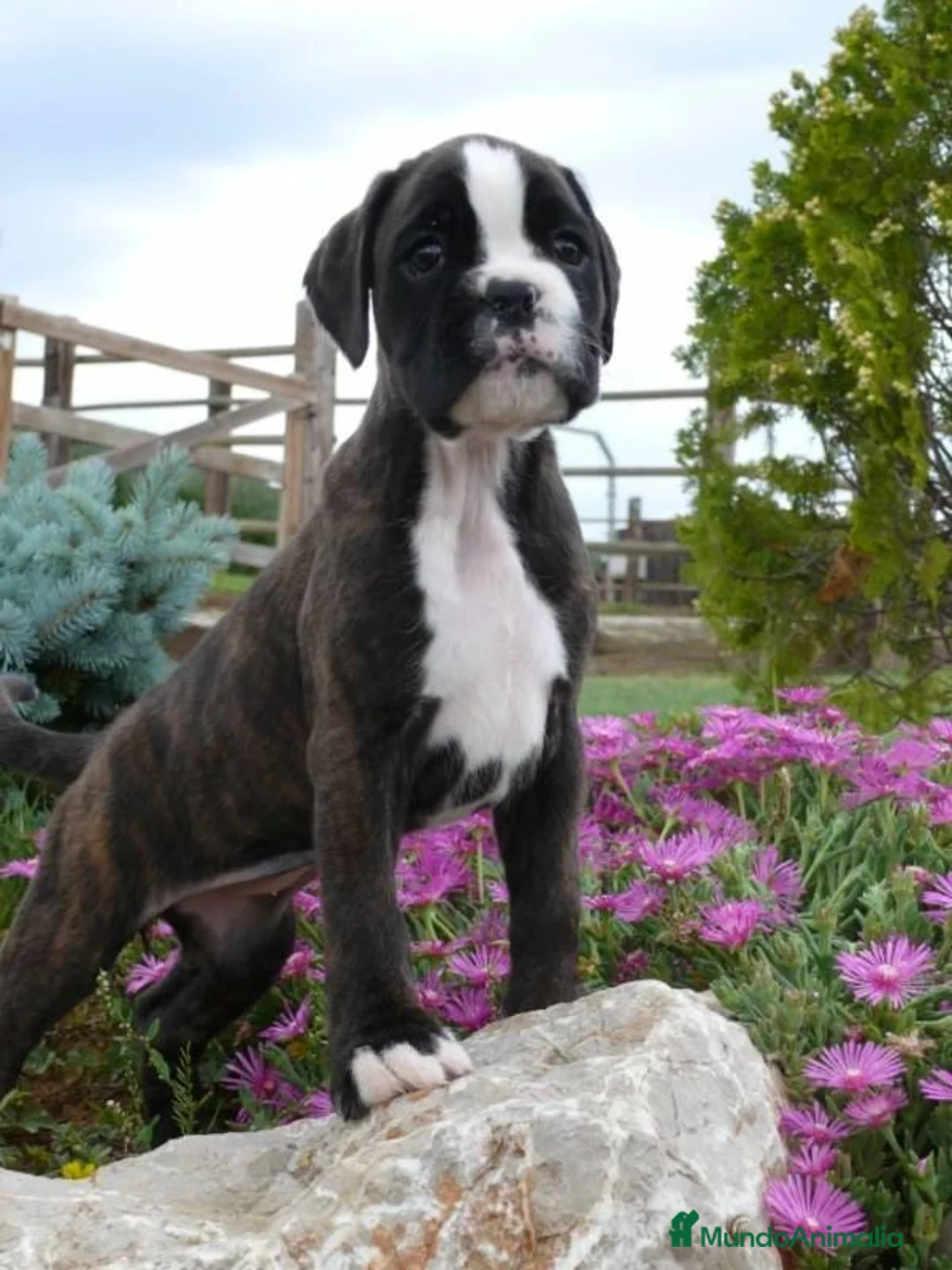 Imagen de galería {{count}}