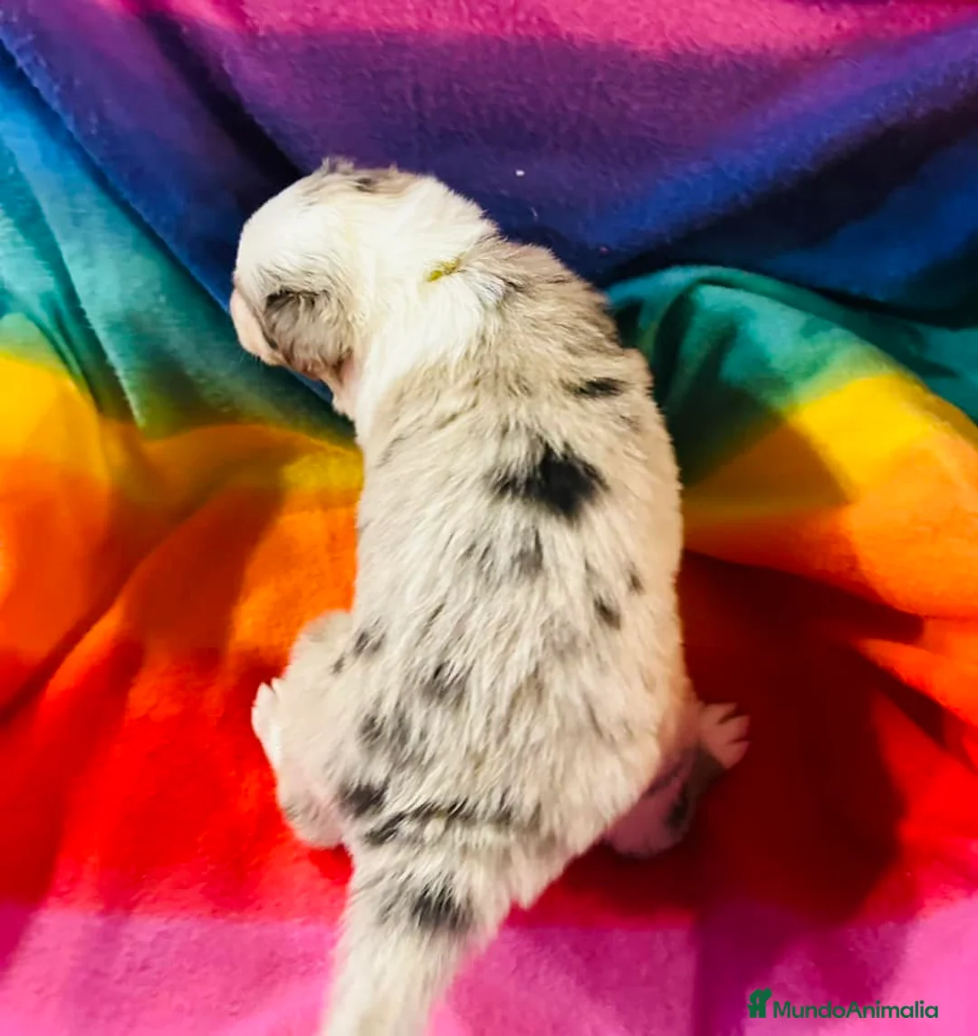 Border Collie perros en venta: Border collie Barcelona  - Anuncio 2