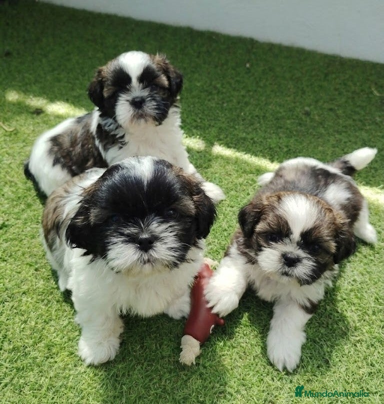 Shih Tzu perros shih tzu - Anuncio 5