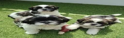 Shih Tzu perros en venta: shih tzu - Anuncio 1