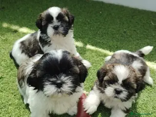 Shih Tzu perros shih tzu - Anuncio 2