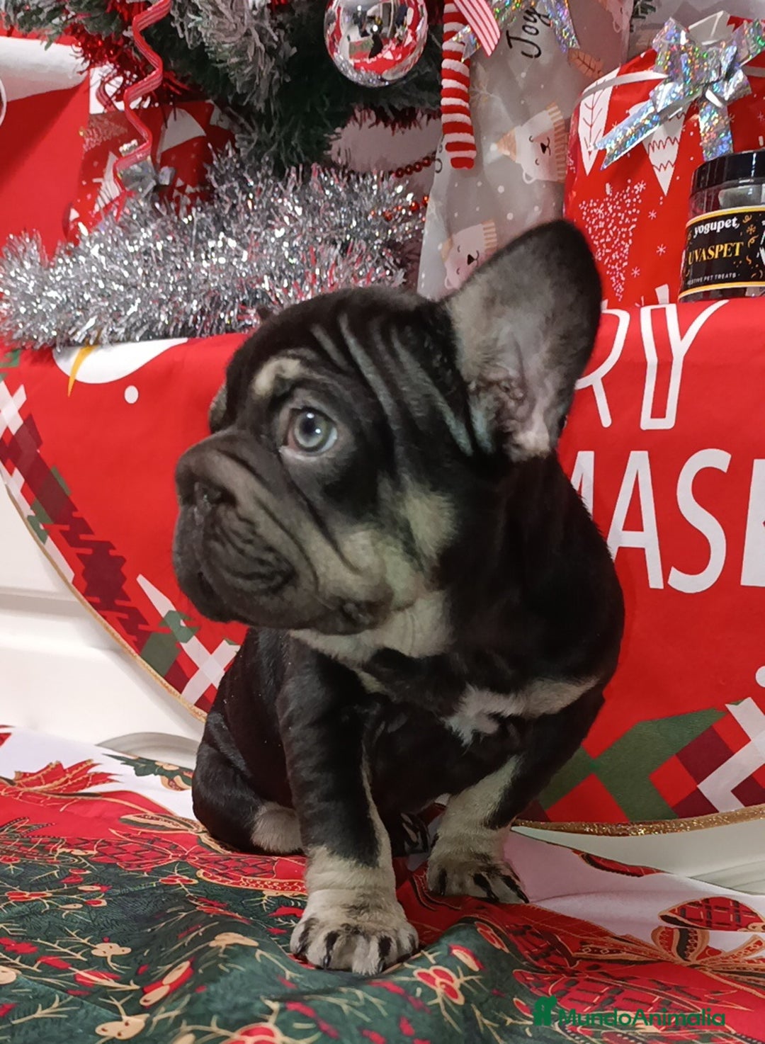 Bulldog Francés perros en venta: Bulldog Big rope  - Anuncio 4