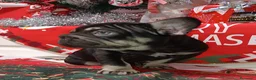 Bulldog Francés perros en venta: Bulldog Big rope  - Anuncio 4