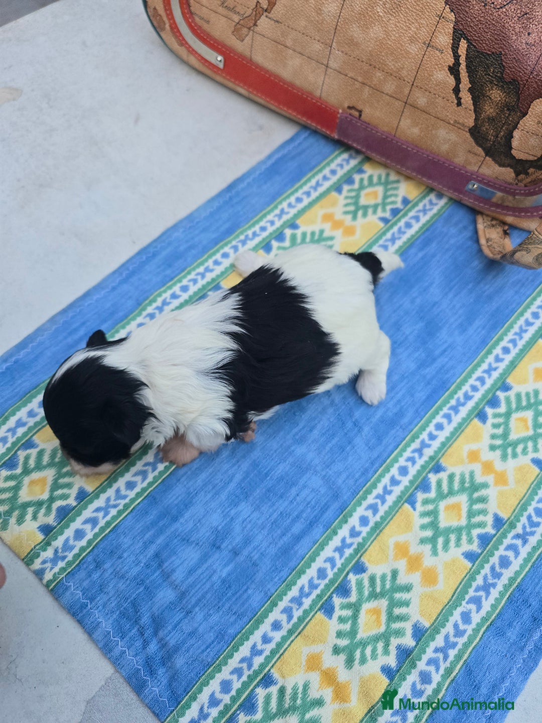 Maltipoo perros en venta: Maltipoo toy - Imagen 2