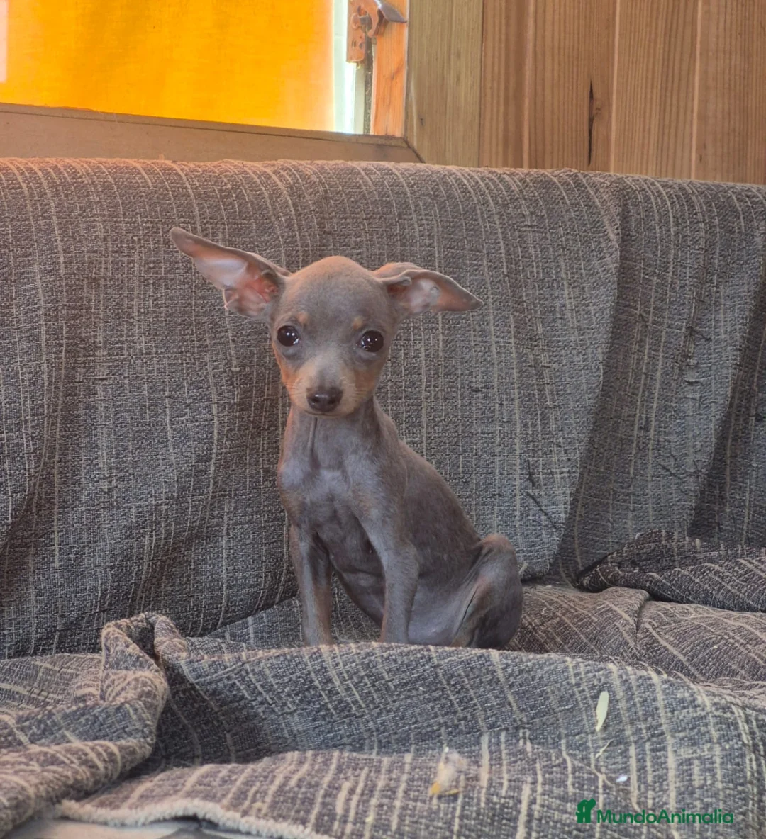 Pinscher Miniatura perros en venta: Pinscher Miniatura Cachorros Cría Responsable  - Anuncio 2