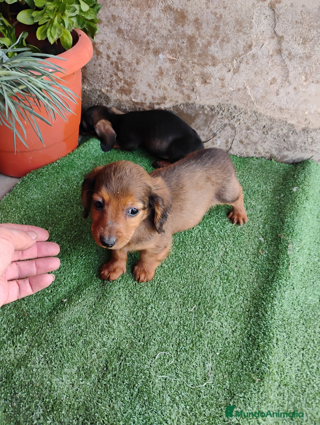 Teckel perros en venta: Machitos teckel miniatura  - Anuncio 9