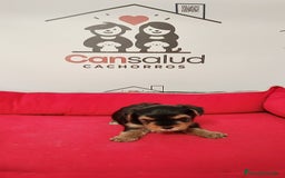 Yorkshire Terrier perros en venta: Yorkshire  - Imagen 1