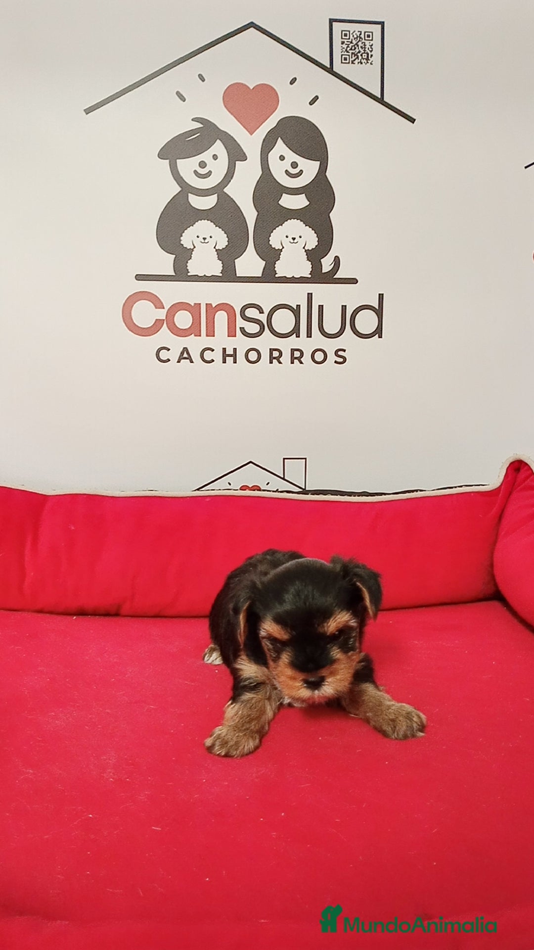 Yorkshire Terrier perros en venta: Yorkshire  - Imagen 1