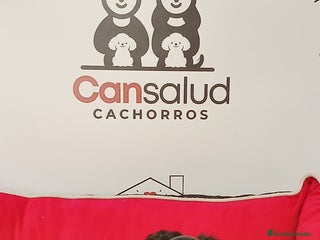 Yorkshire Terrier perros - Anuncio 20