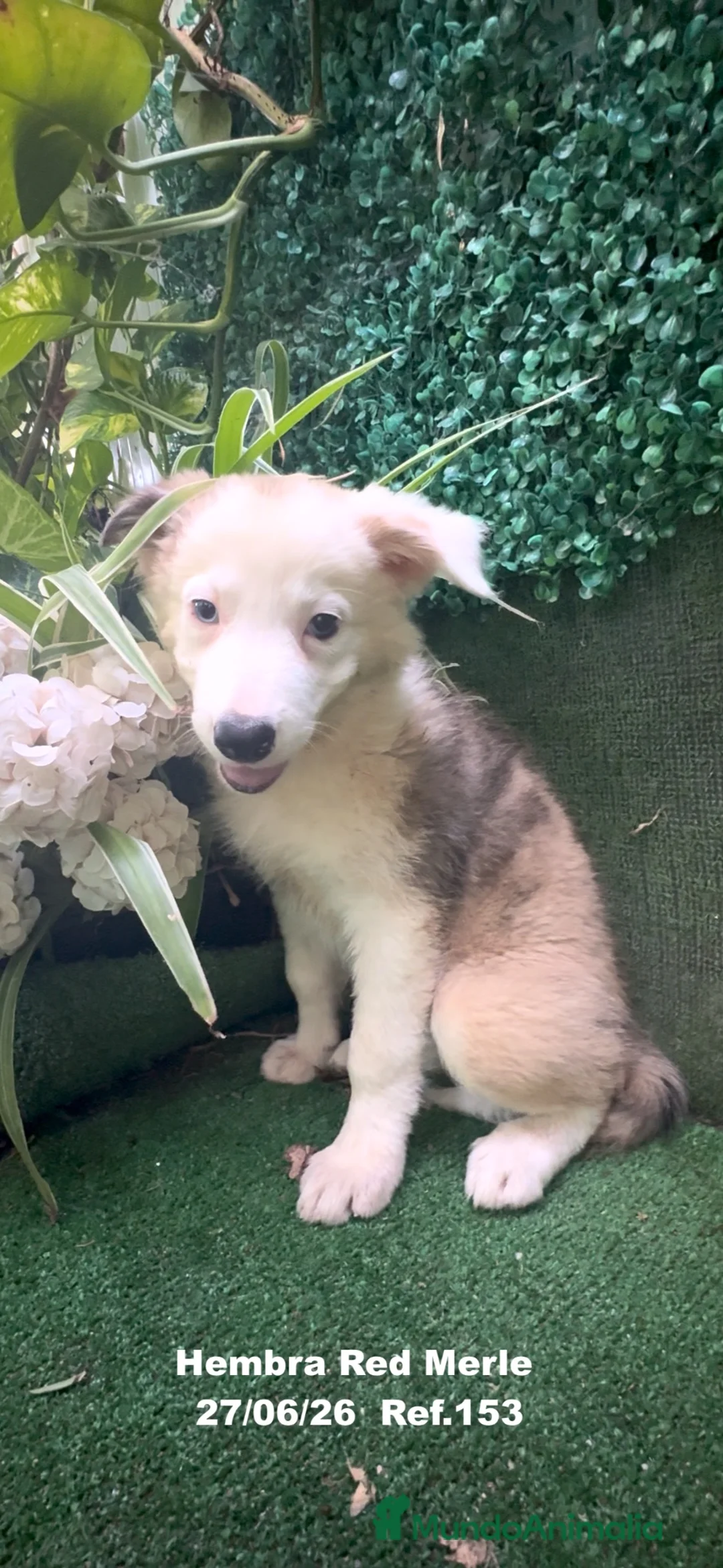 Border Collie perros en venta: Border Collie De Villa Biznaga - Anuncio 1