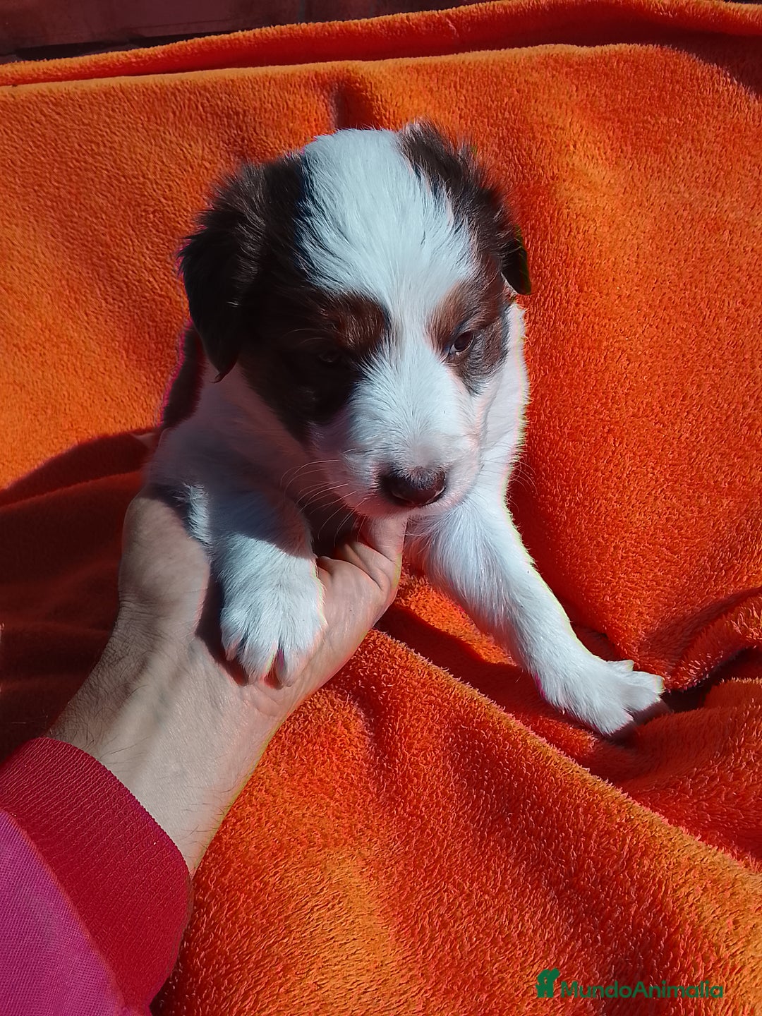 Border Collie perros en venta: Border collie  - Imagen 5