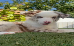 Border Collie perros en venta: BORDER COLLIE CHOCOMERLE - Imagen 20