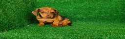 Teckel Miniatura perros en venta: Teckel miniatura  - Anuncio 3