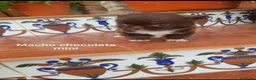 Chihuahua perros en venta: Exclusivos cachorros de chihuahua - Anuncio 11