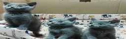 Británico de Pelo Corto Azul gatos en venta: British Shorthair azules - Anuncio 3