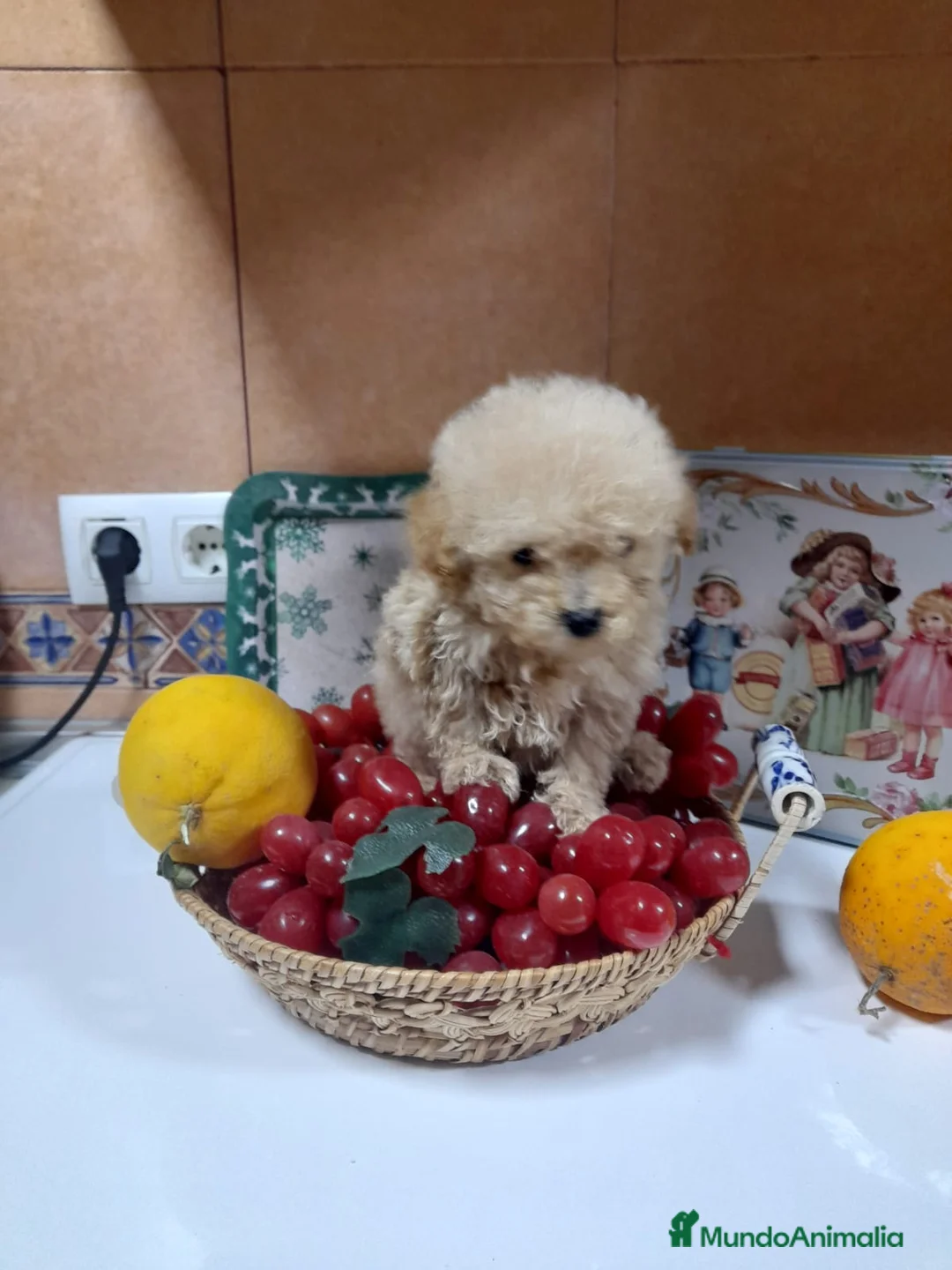 Maltipoo perros en venta: MALTIPOO GRAN CALIDAD - Anuncio 9