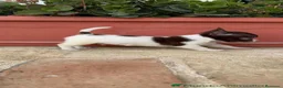 Chihuahua perros en venta: 🐾 CAMADA DE CHIHUAHUAS – PELO CORTO 🐾 - Anuncio 30