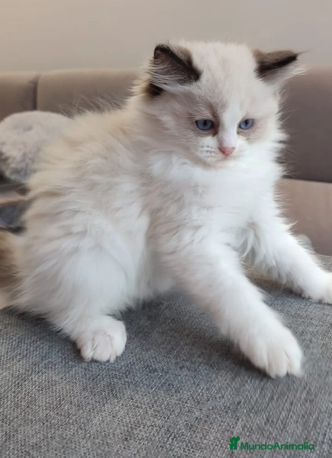 Ragdoll gatos en venta: Gatitos Ragdoll - Anuncio 21