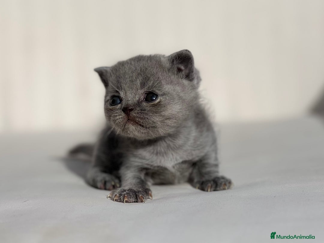 Británico de Pelo Corto Azul gatos en venta: PRECIOSA BRITISH SHORTHAIR AZUL - Anuncio 3
