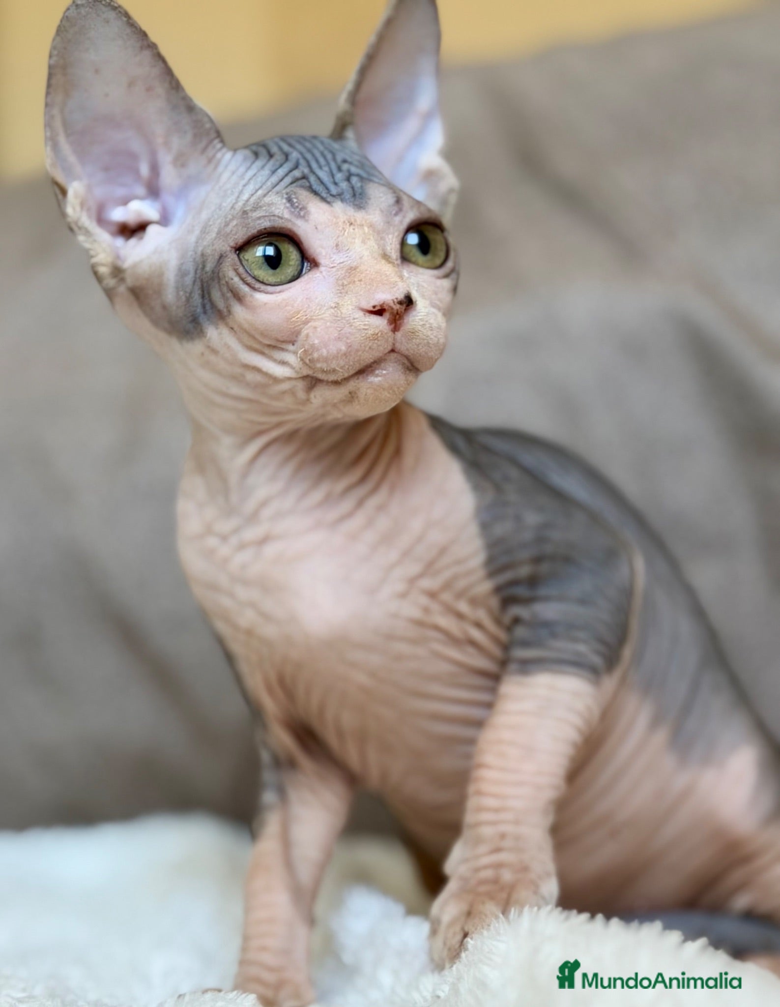 Sphynx gatos Preciosa gatita Sphynx lista para entregar  - Anuncio 1