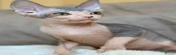 Sphynx gatos en venta: Preciosa gatita Sphynx lista para entregar  - Anuncio 1