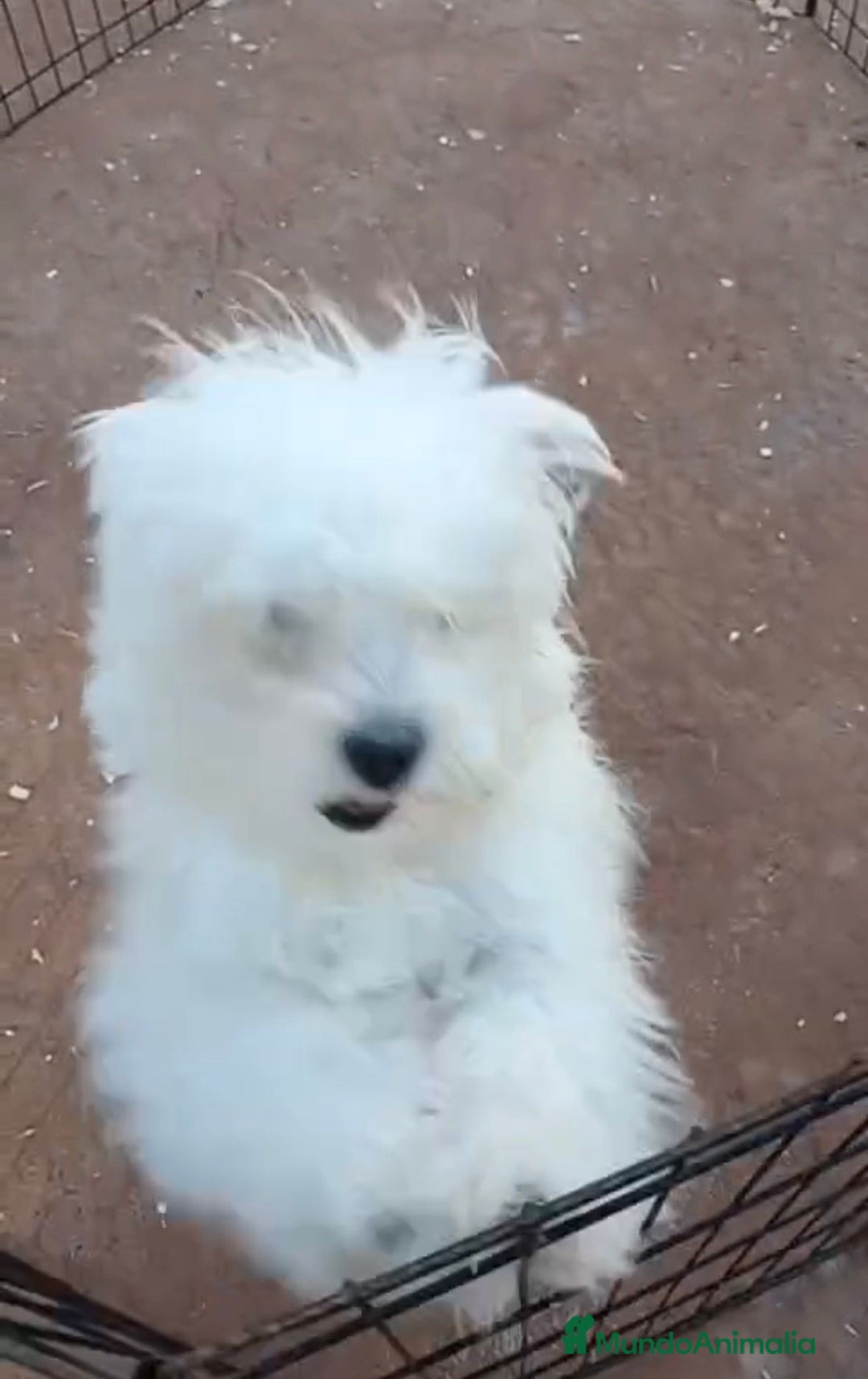 Bichón Maltés perros en venta: Bichon maltés 6 meses  - Anuncio 7