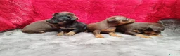 Pinscher Miniatura perros en venta: cachorros mini pisncher  - Anuncio 3