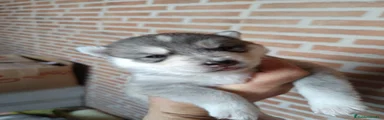 Husky Siberiano Cachorro 3