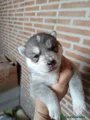 Husky Siberiano Cachorro 3