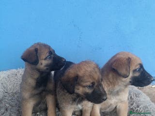 Pastor Belga Malinois perros Pasto belga malinoi - Anuncio 20