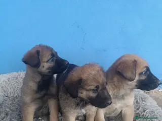 Pastor Belga Malinois perros Pasto belga malinoi - Anuncio 7