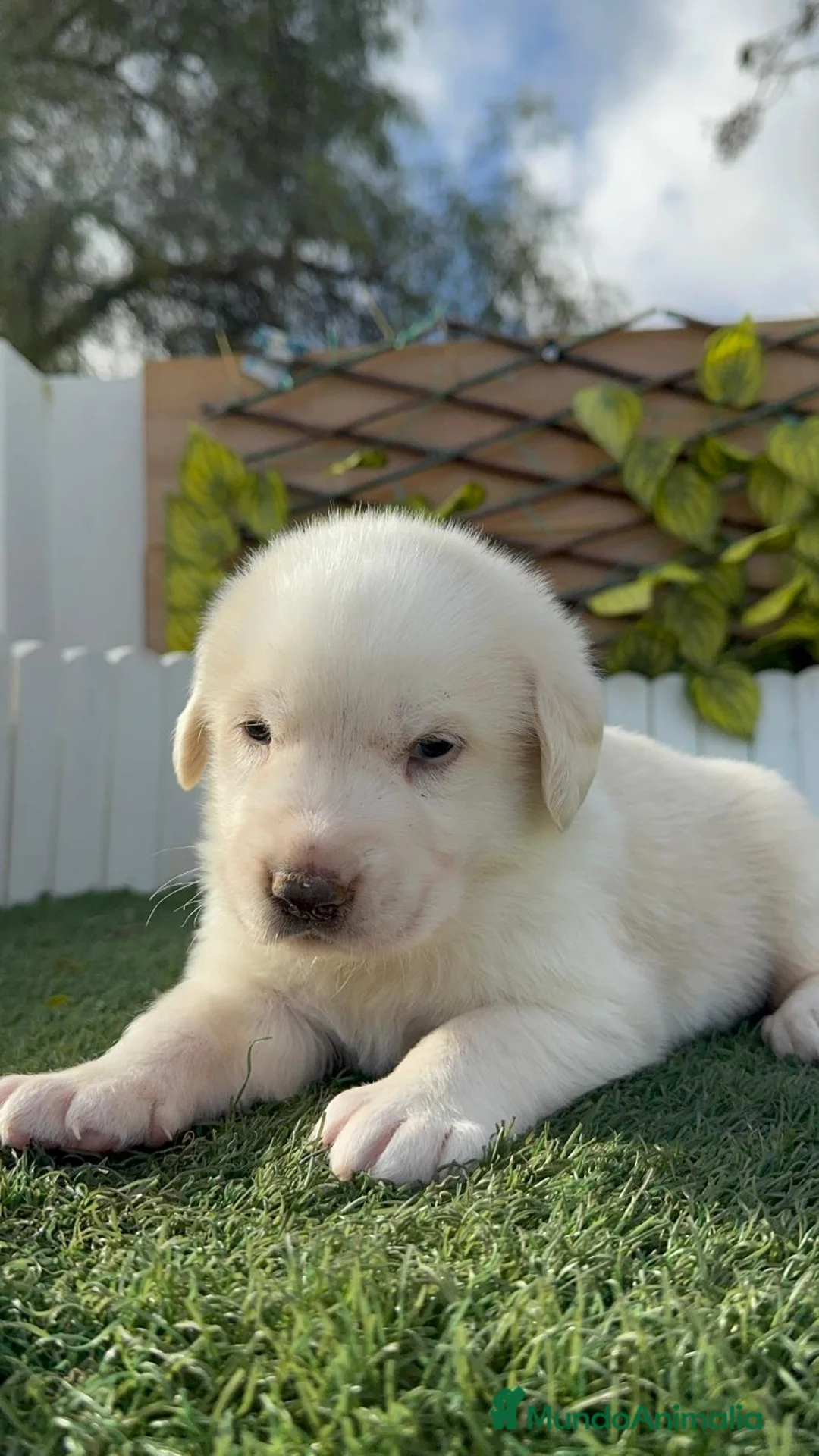 Mastín Español perros en venta: MASTIN ESPAÑOL - Anuncio 2