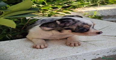 Chihuahua perros - Propaganda 14
