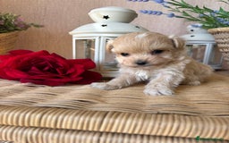 Maltipoo perros en venta: Maltipoo hembra tacita de té !!! - Imagen 7