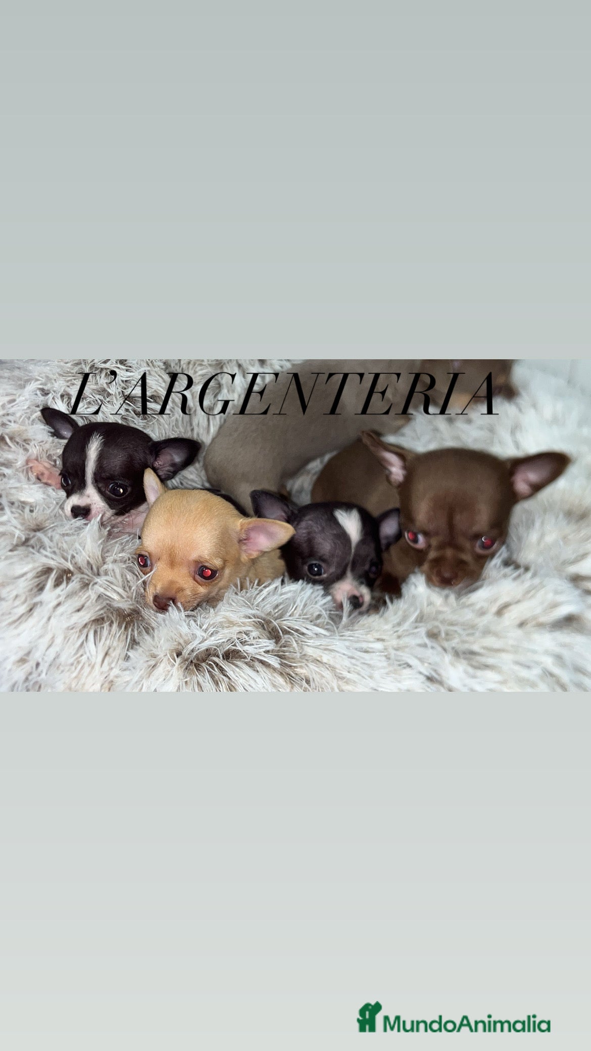 Chihuahua perros Camada de chihuahua - Anuncio 13