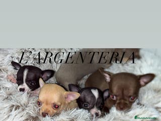 Chihuahua perros Camada de chihuahua - Anuncio 3