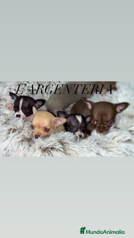 Chihuahua perros - Anuncio 15