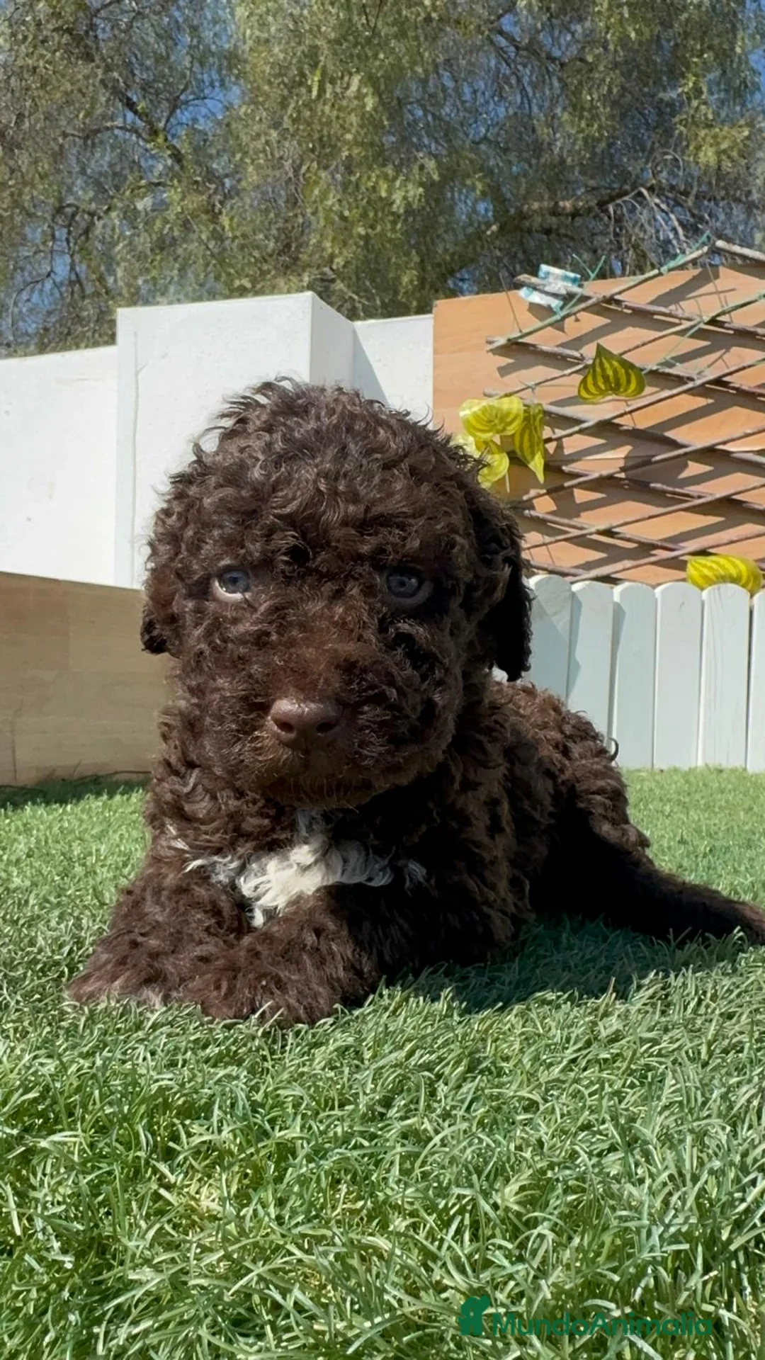 Perro de Agua Español perros en venta: PERRO DE AGUA  - Anuncio 2