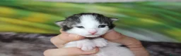 Bosque de Noruega gatos en venta: Gatitos bosques de noruega - Anuncio 7