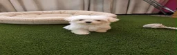 Bichón Maltés perros en venta: OPORTUNIDAD BICHON MALTÉS MINI - Anuncio 2