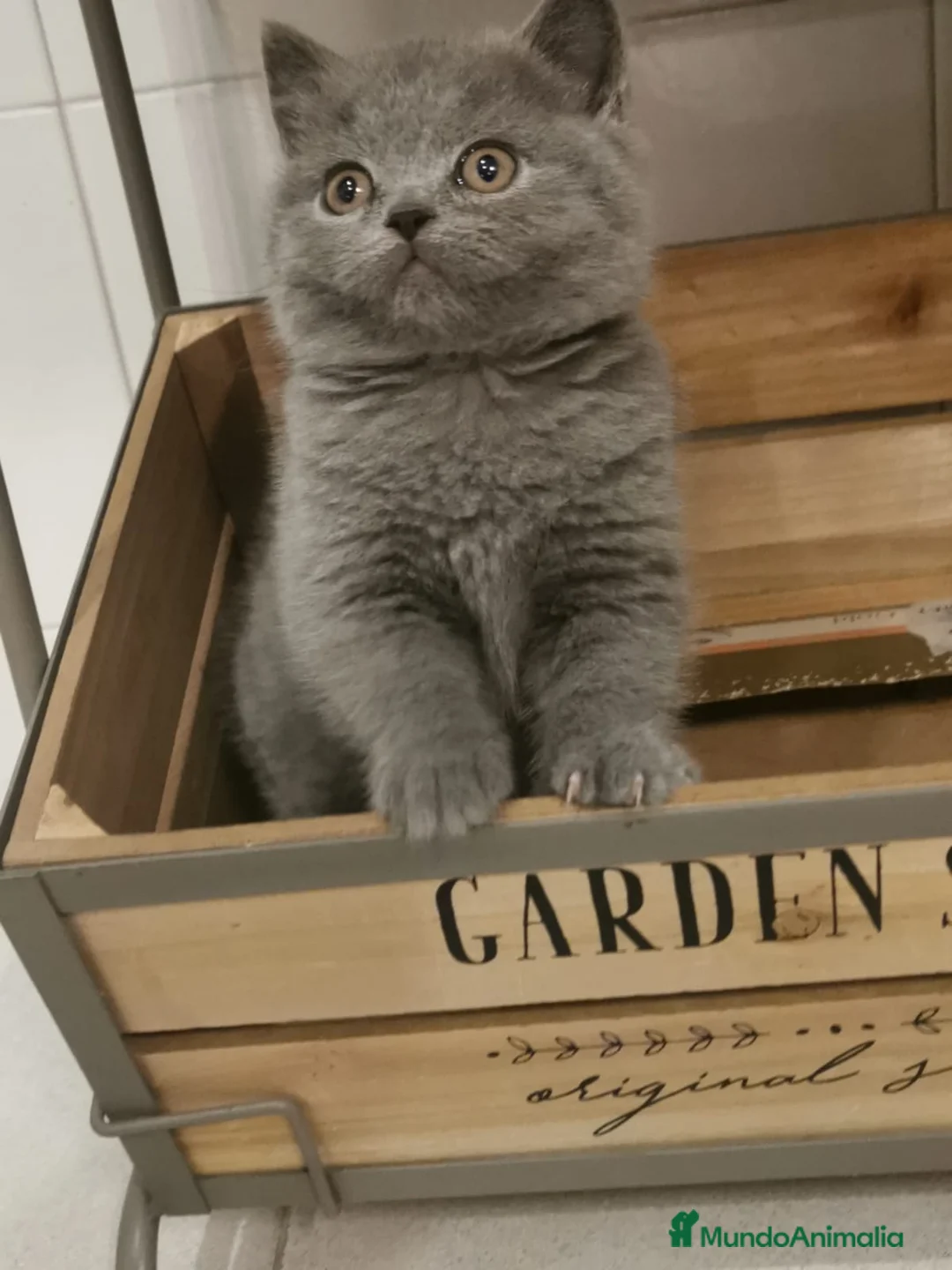 Británico de Pelo Corto Azul gatos en venta: Gatitos British - Anuncio 1