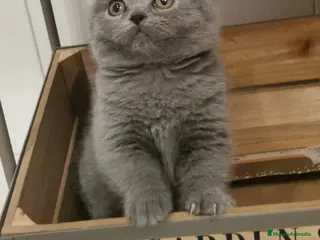 Británico de Pelo Corto Azul gatos Gatitos British - Anuncio 3