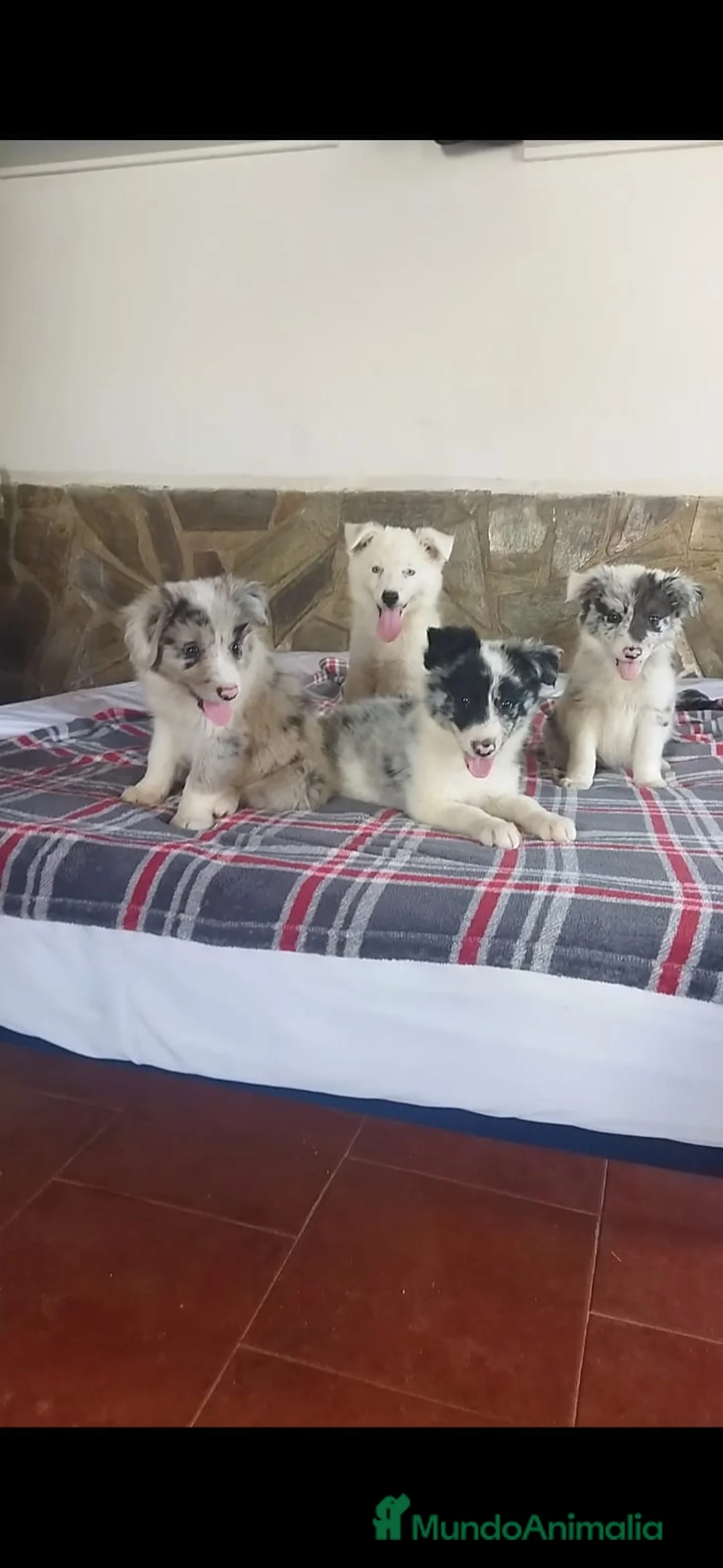 Imagen de galería {{count}}