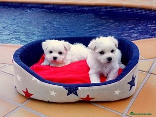 Bichón Maltés perros en Barcelona - Anuncio 37