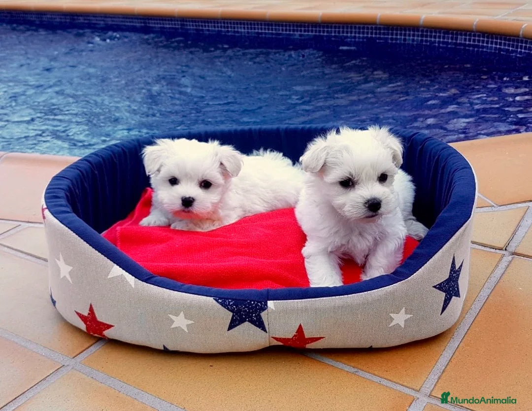 Bichón Maltés perros en venta: Bichón Maltés cachorros  en Barcelona - Anuncio 1