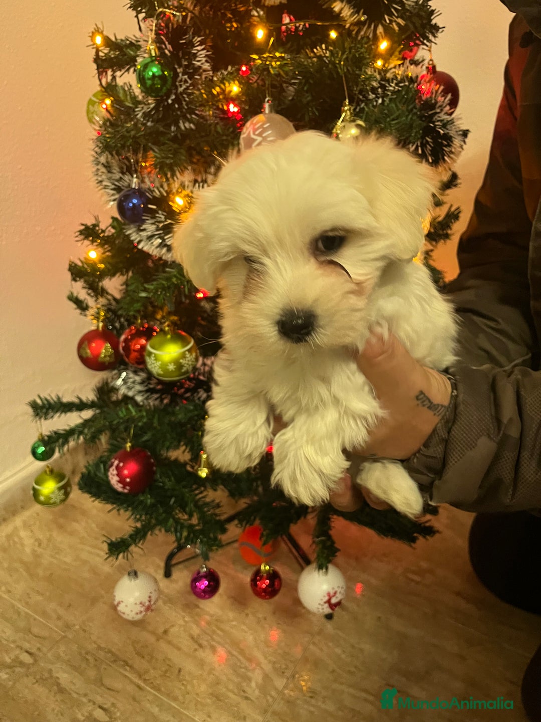 Bichón Maltés perros en venta: Bichon maltés  - Anuncio 4