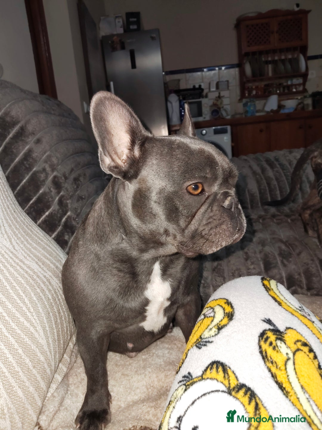 Bulldog Francés perros en venta: Bulldog francés hembrita negrita preciosa  - Anuncio 1